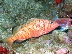 A red hind grouper on coral reef habitat. 