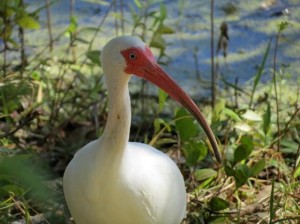 Wading bird populations, such as the White Ibis, are key indicators of an ecosystem’s overall health