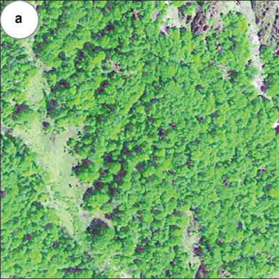 eCognition analyzed QuickBird and Ikonos satellite imagery of the Lorpa watershed’s tree canopy and automatically delineated individual tree crowns into five size categories. 