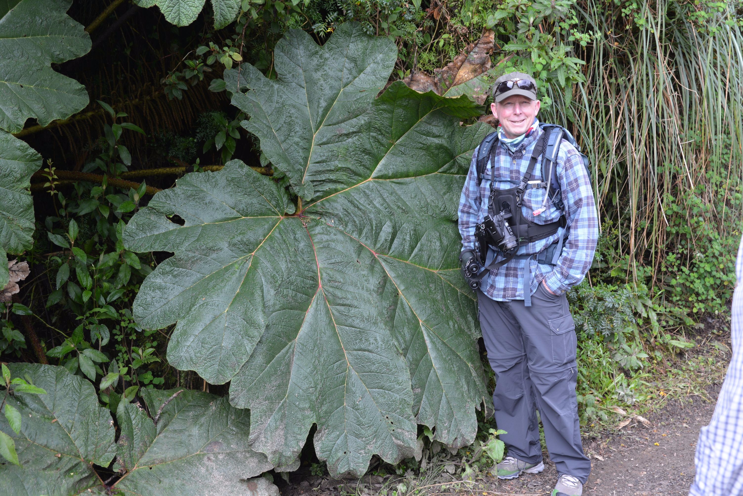 That leaf could be used as an umbrella. Mark at the Yanacocha Nature Reserve.