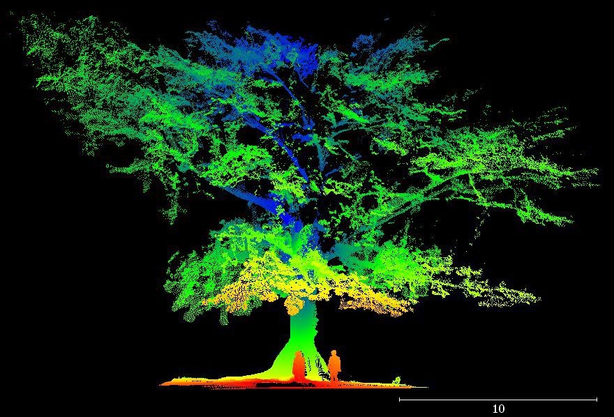 Many Sensors for a Tulip Tree Map - xyHt