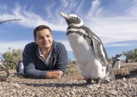 Penguin Conservationists Use Maps and Satellite Images to Win Landmark Court Case